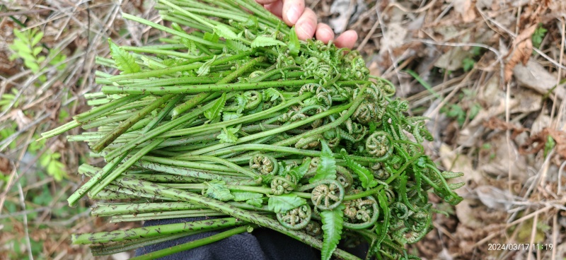 水蕨菜！网红蕨菜水蕨菜野生河边溪边水蕨菜贵州野菜