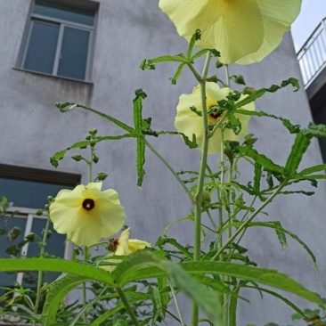 金花葵