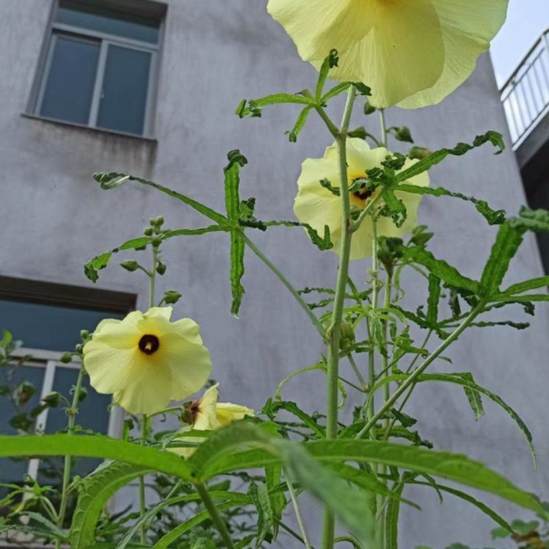 金花葵