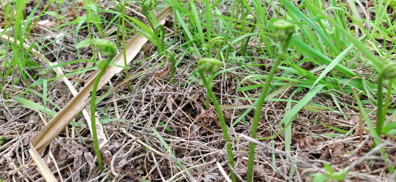水蕨菜！网红蕨菜水蕨菜野生河边溪边水蕨菜贵州野菜