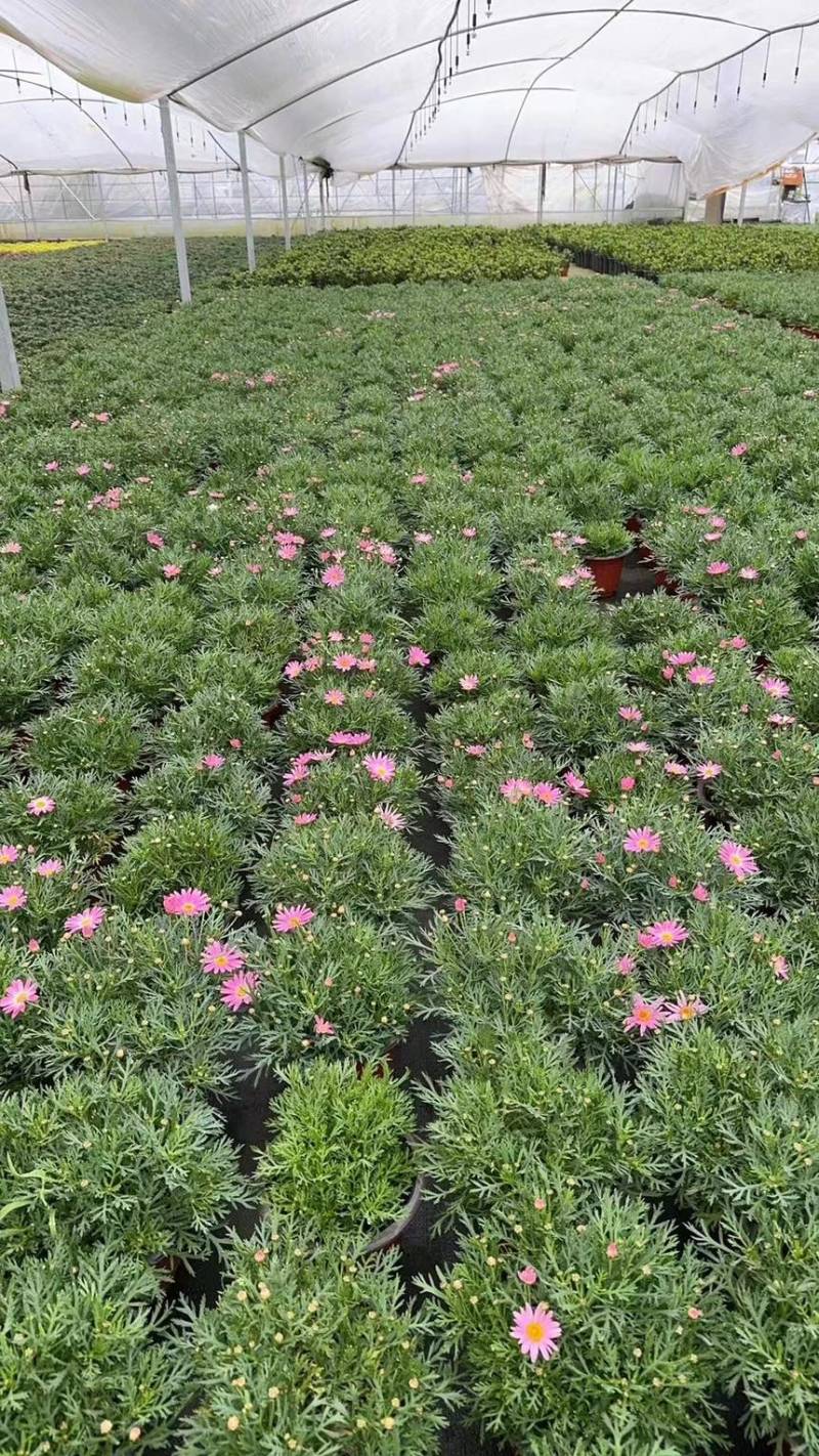 180盆玛格丽特大量有货欢迎老板选购