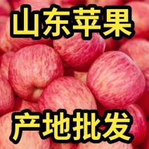 冷库【红富士苹果】产地批发口感脆甜保质保量坏烂包赔