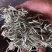 云南普洱景谷大白茶芽头茶头春月光白