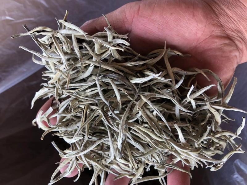云南普洱景谷大白茶芽头茶头春月光白