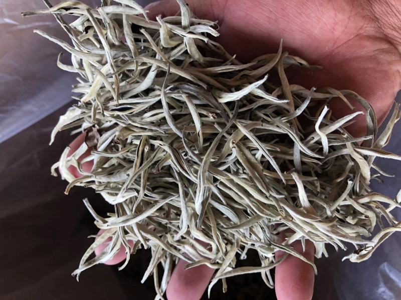 云南普洱景谷大白茶芽头茶头春月光白