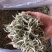 云南普洱景谷大白茶芽头茶头春月光白