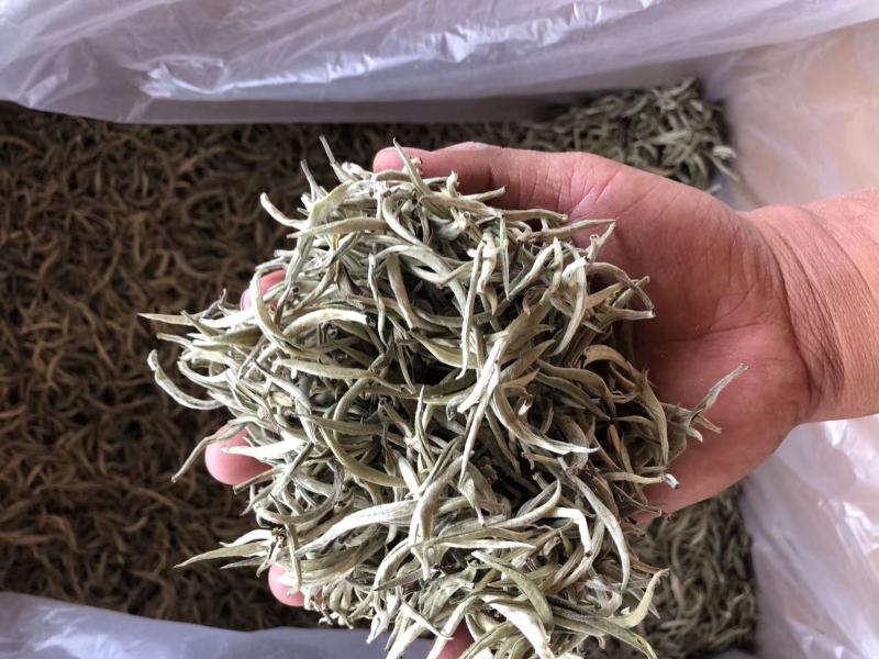 云南普洱景谷大白茶芽头茶头春月光白