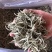 云南普洱景谷大白茶芽头茶头春月光白