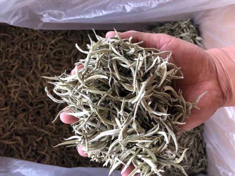 云南普洱景谷大白茶芽头茶头春月光白