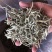 云南普洱景谷大白茶芽头茶头春月光白