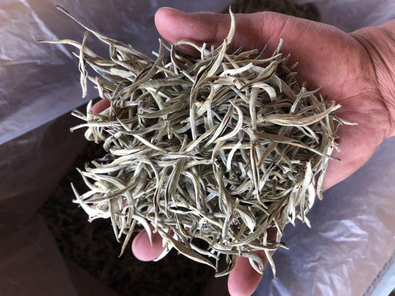云南普洱景谷大白茶芽头茶头春月光白