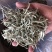 云南普洱景谷大白茶芽头茶头春月光白