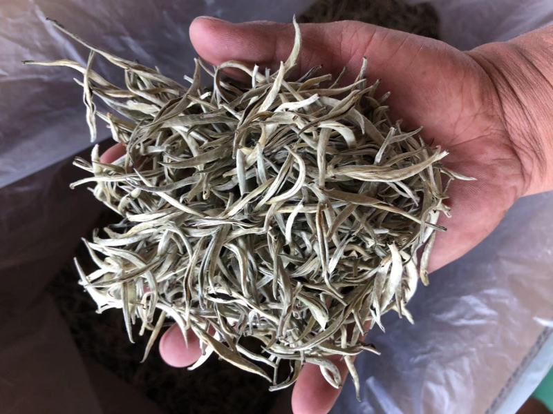 云南普洱景谷大白茶芽头茶头春月光白