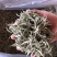 云南普洱景谷大白茶芽头茶头春月光白