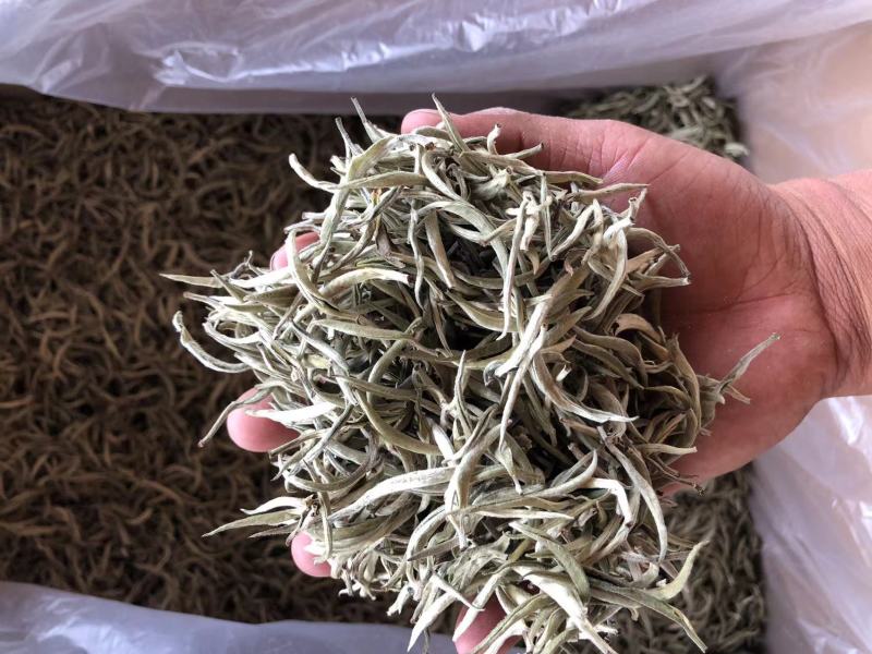 云南普洱景谷大白茶芽头茶头春月光白
