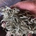 云南普洱景谷大白茶芽头茶头春月光白