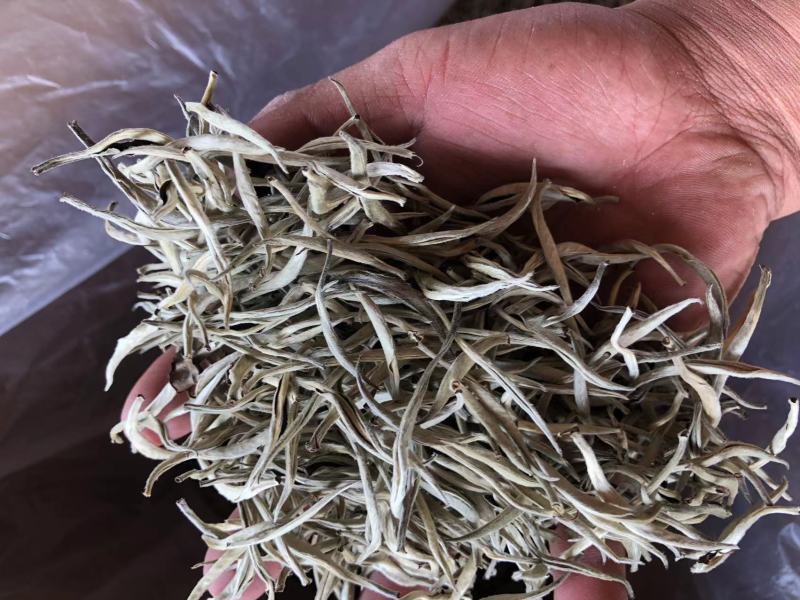 云南普洱景谷大白茶芽头茶头春月光白