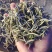 云南普洱景谷大白茶芽头茶头春月光白