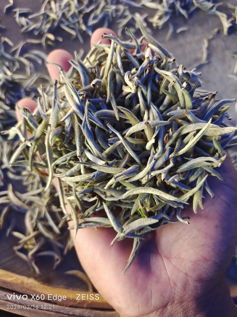 云南普洱景谷大白茶芽头茶头春月光白
