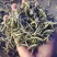 云南普洱景谷大白茶芽头茶头春月光白