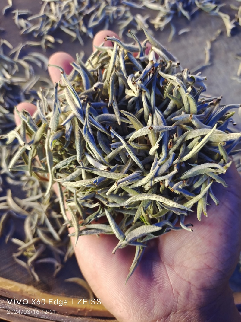 云南普洱景谷大白茶芽头茶头春月光白