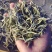 云南普洱景谷大白茶芽头茶头春月光白