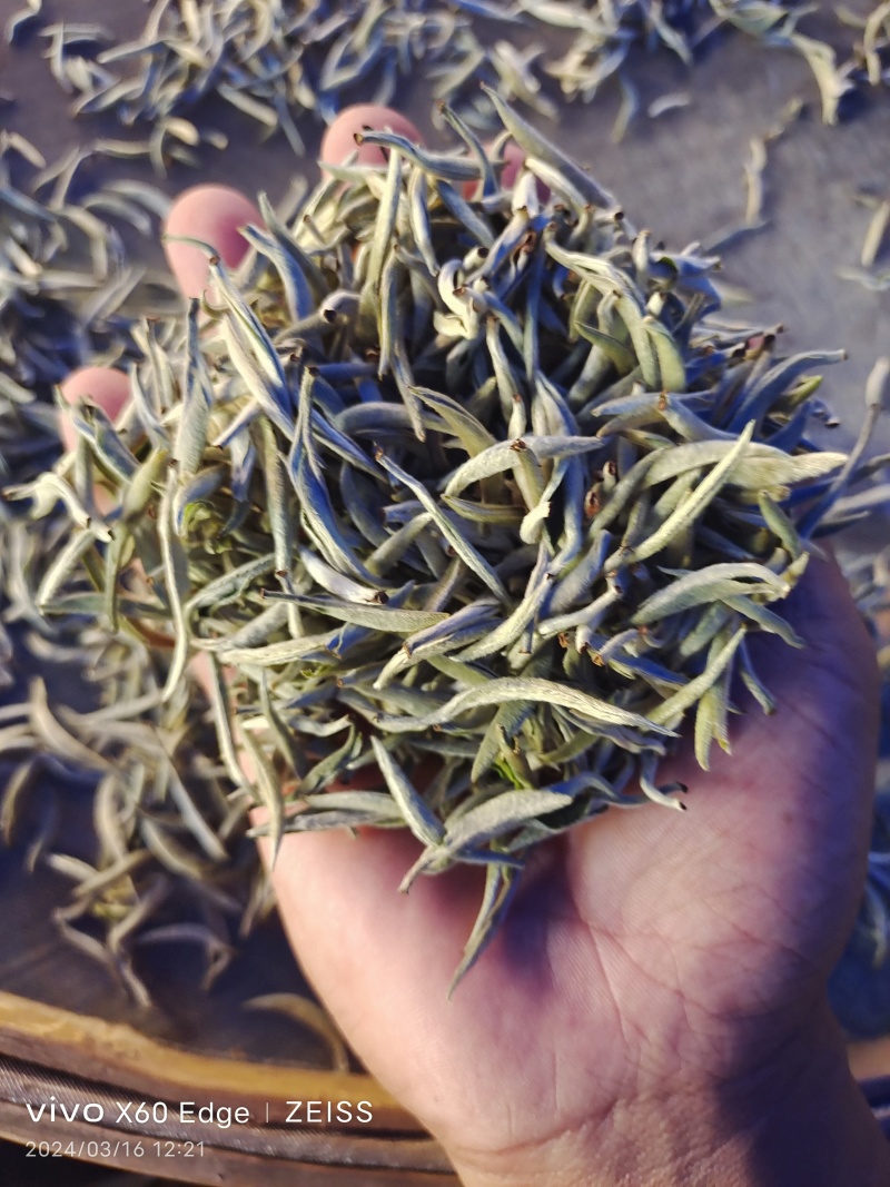 云南普洱景谷大白茶芽头茶头春月光白