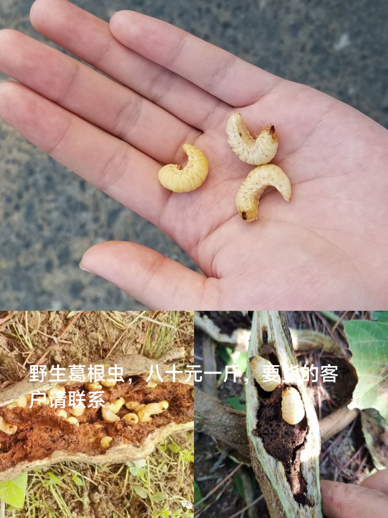 老家山上野生葛根虫