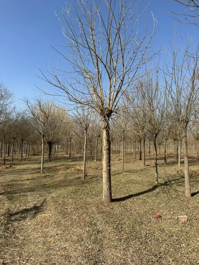 河北定州白蜡树树苗绿化苗木乔木自家苗圃现挖现卖