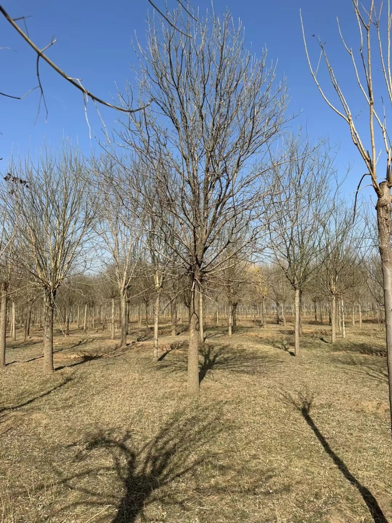 河北定州白蜡树树苗绿化苗木乔木自家苗圃现挖现卖