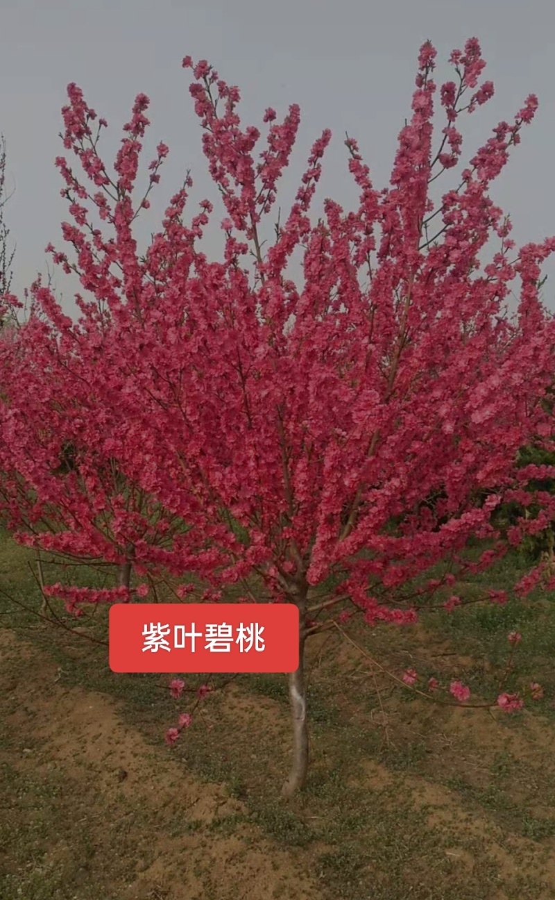 河北定州紫叶碧桃树红叶花灌木绿化苗木树苗现挖现卖