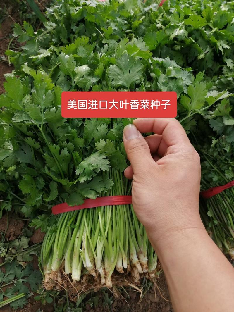 杜绝假货香菜种子大叶香菜种籽芫荽籽四季直立性强生长速度快