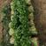 杜绝假货香菜种子大叶香菜种籽芫荽籽四季直立性强生长速度快
