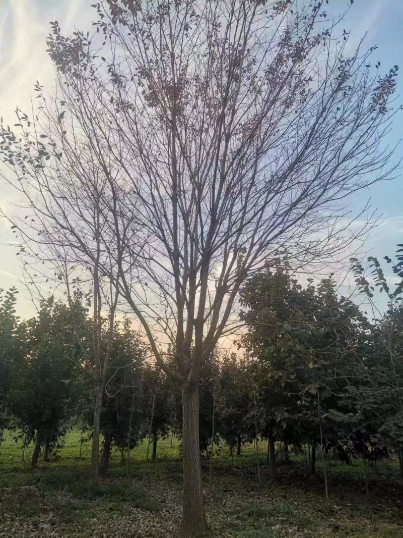 流苏流苏树，油根子，供应10，12，15，18等规格