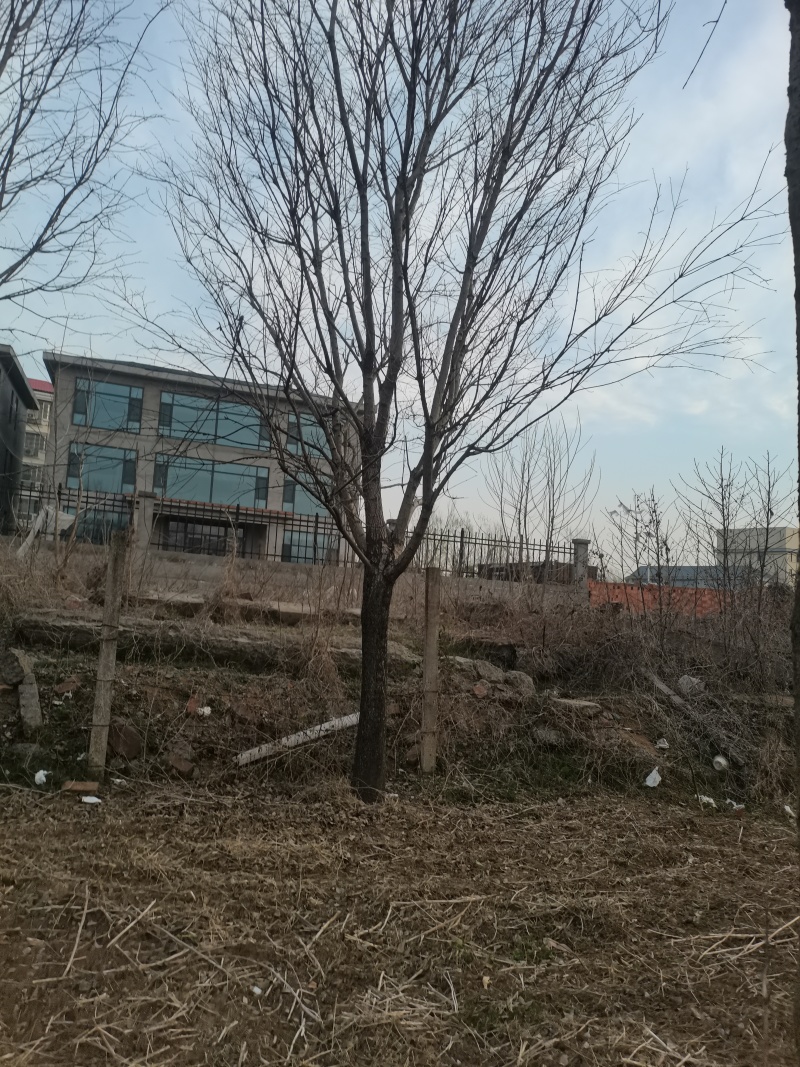流苏流苏树，油根子，供应10，12，15，18等规格