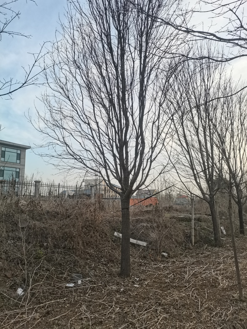 流苏流苏树，油根子，供应10，12，15，18等规格