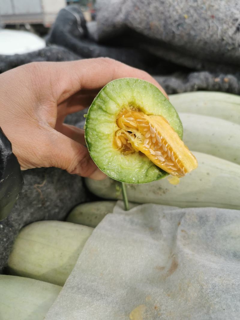 山东莘县春季第一茬博洋甜瓜大量现货供应，品质好，价格优