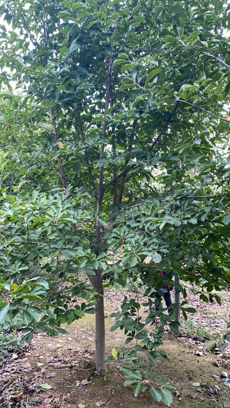 紫玉兰、白玉兰基地大量出售，树形优美，价格优惠
