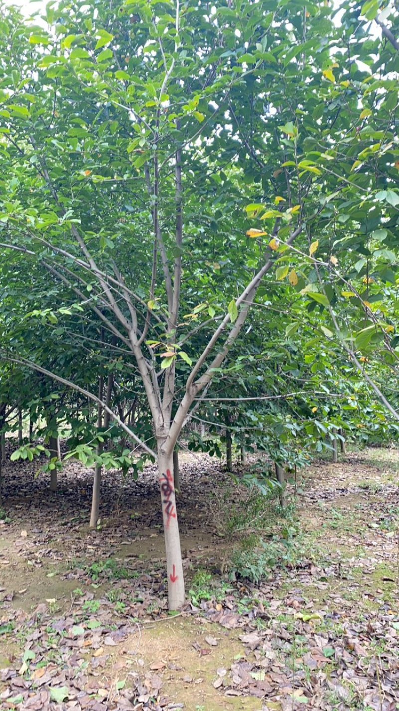 紫玉兰、白玉兰基地大量出售，树形优美，价格优惠