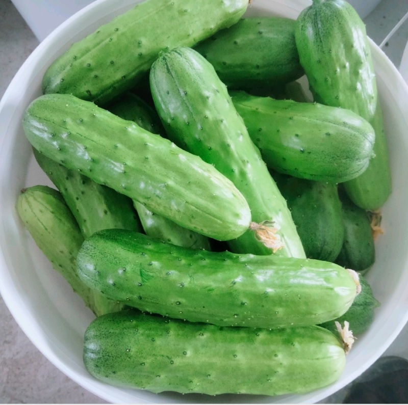 《湖北荆州》精品旱黄瓜，货量充足现摘现发实物为准