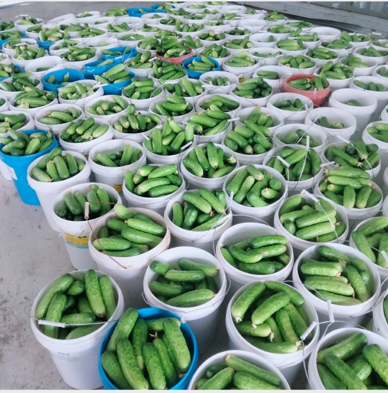 《湖北荆州》精品旱黄瓜，货量充足现摘现发实物为准