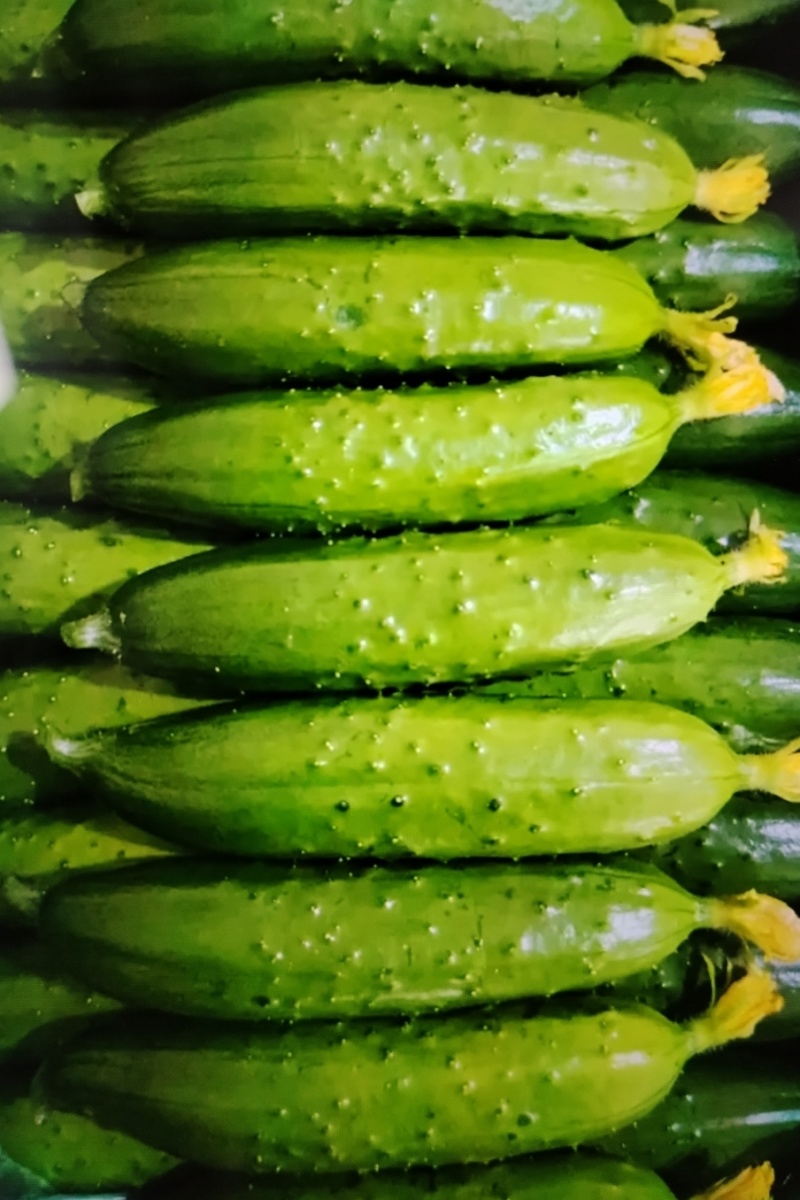《湖北荆州》精品旱黄瓜，货量充足现摘现发实物为准