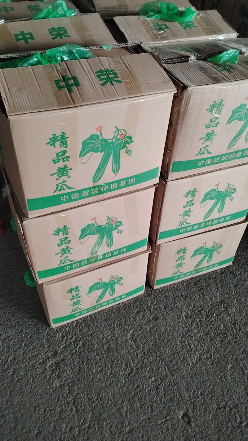 《湖北荆州》精品旱黄瓜，货量充足现摘现发实物为准