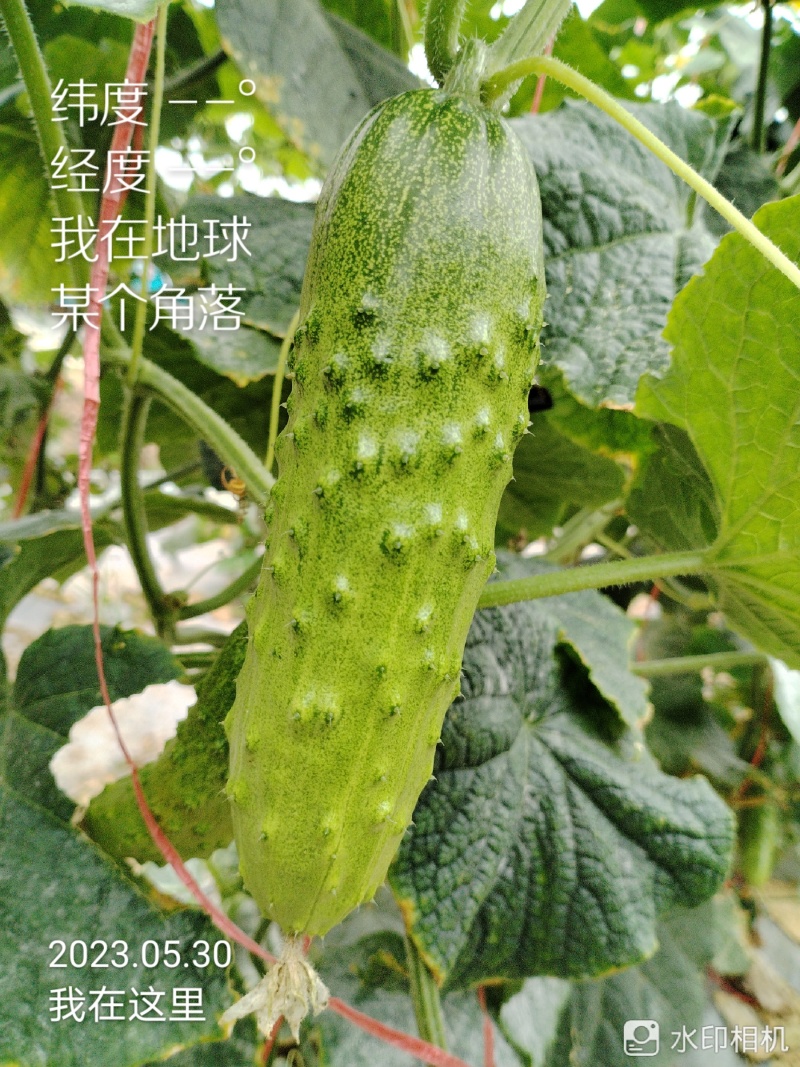 《湖北荆州》精品旱黄瓜，货量充足现摘现发实物为准