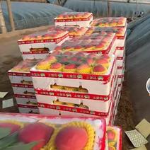 河北乐亭县暖棚水蜜桃，大量上市货源充足品质好有需求的