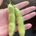 精品蚕豆大量上市专业代收代办