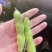 精品蚕豆大量上市专业代收代办