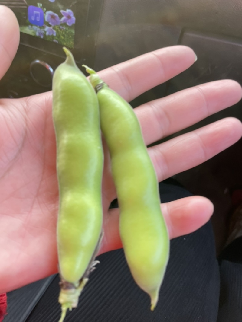 精装白皮胡豆颗粒饱满，少量上市欢迎采购，专业代发