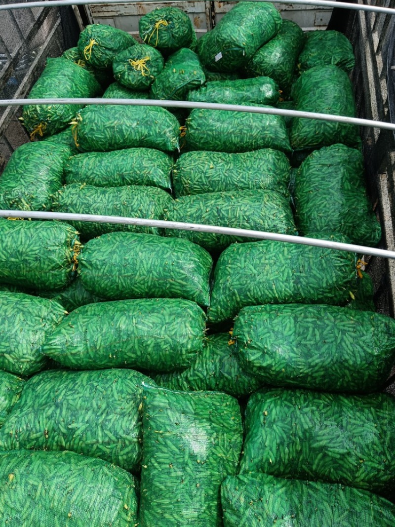 精装白皮胡豆颗粒饱满，少量上市欢迎采购，专业代发