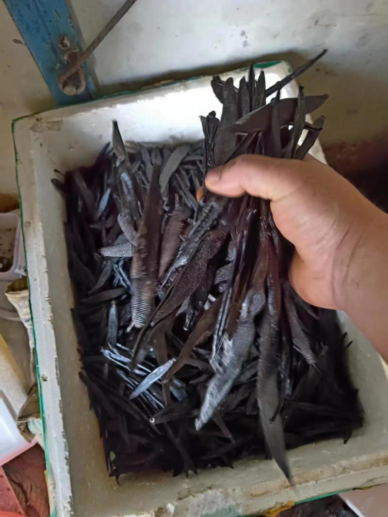 菲牛蛭干
